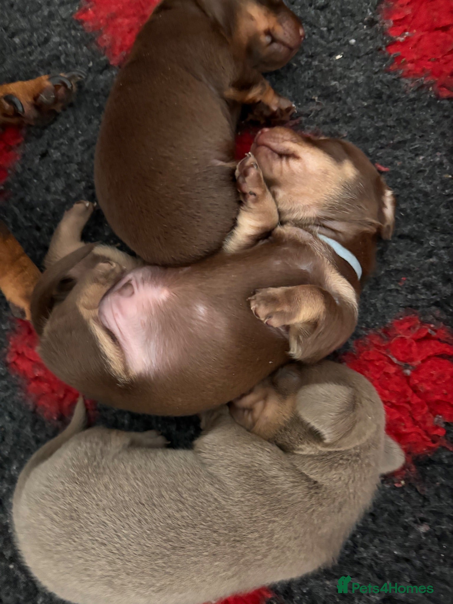 Miniature Dachshund dogs 3 beautiful kc registered Dachund boys 💙💙💙💙 - Advert 1