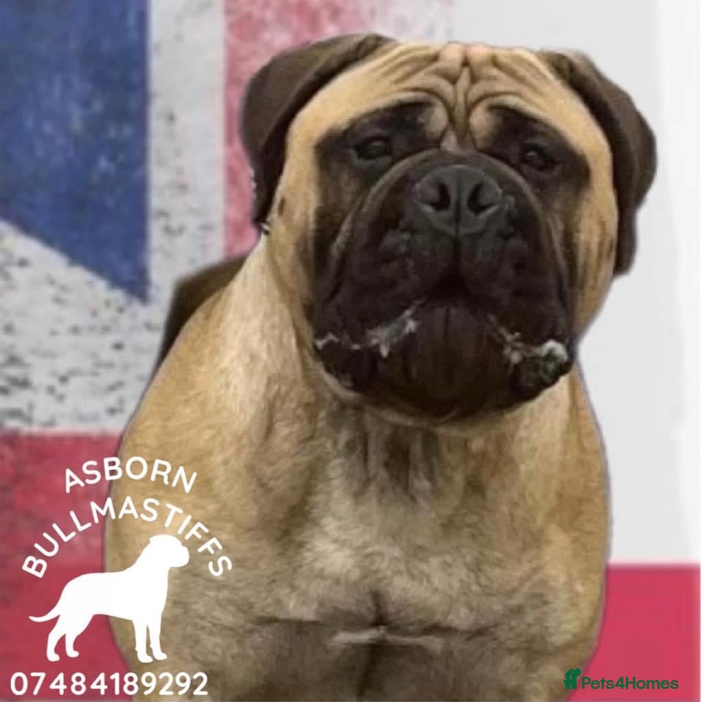Bullmastiff dogs ASBORN BULLMASTIFF STUD in Witham - Advert 3