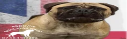 Bullmastiff dogs for stud: ASBORN BULLMASTIFF STUD in Witham - Advert 1