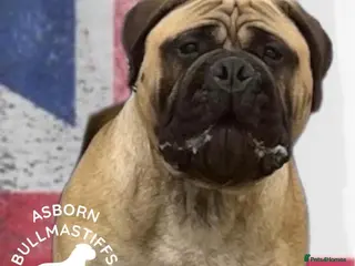Bullmastiff dogs ASBORN BULLMASTIFF STUD - Advert 2