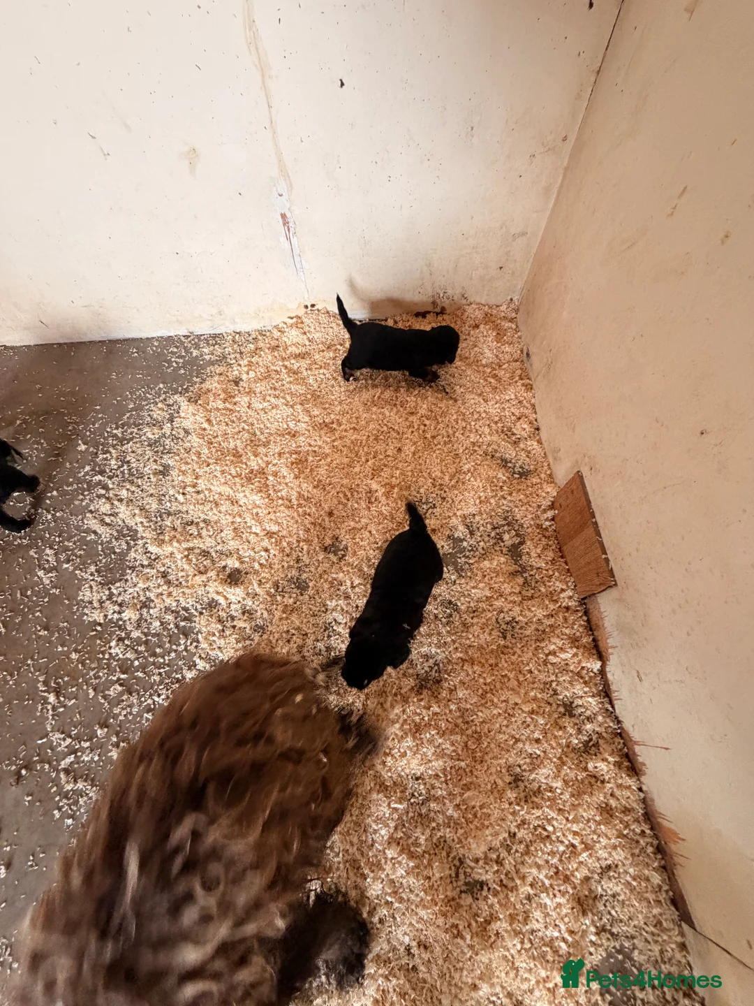 Cockapoo dogs for sale: F1 puppies cockatoo - Advert 8