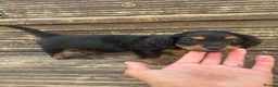 Mixed Breed dogs for sale: DASHALIER PUPPIES Cavalier X dachshund in Saffron Walden - Advert 11