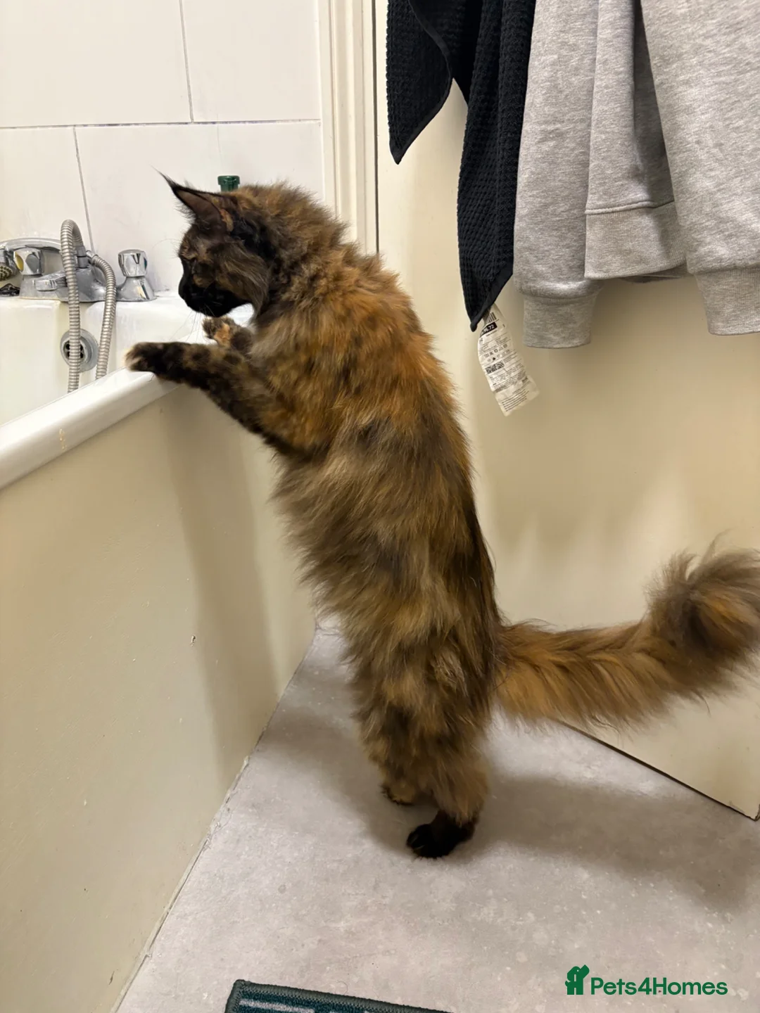 Maine Coon cats for sale: Beautiful natured female main coon cat for sale  in London - Advert 2
