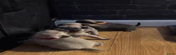 Pug dogs for sale: Beautiful Pug Puppies for Sale - Advert 10