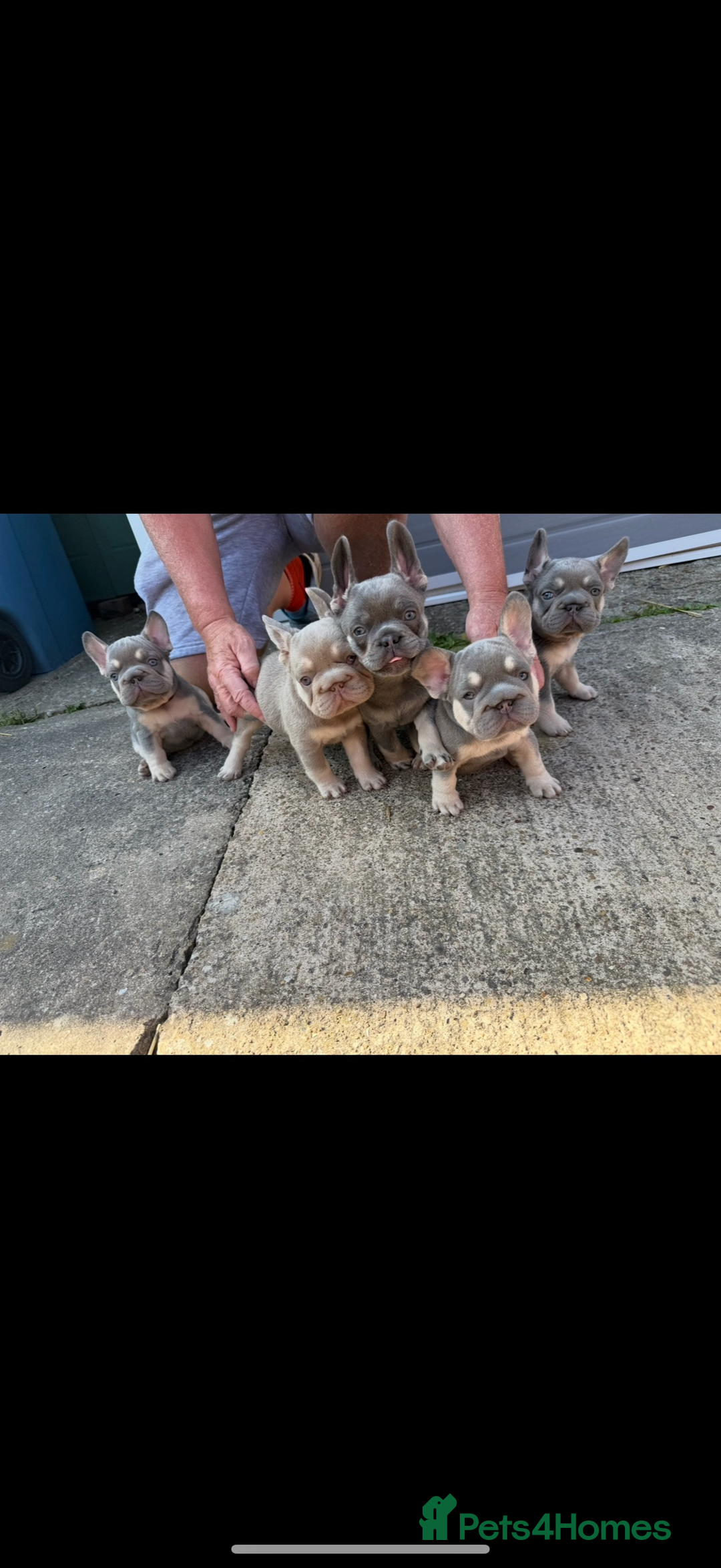 French Bulldog dogs for sale: ** frenchies  - Image 25