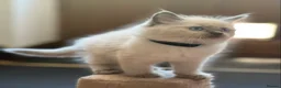 Ragdoll cats for sale: 🐾 Ragdoll Kittens 🐾 - Advert 13