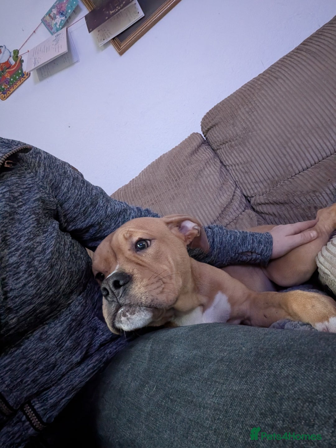 English Bulldog dogs for sale: olde English bulldogs OPEN TO OFFERS. - Advert 25