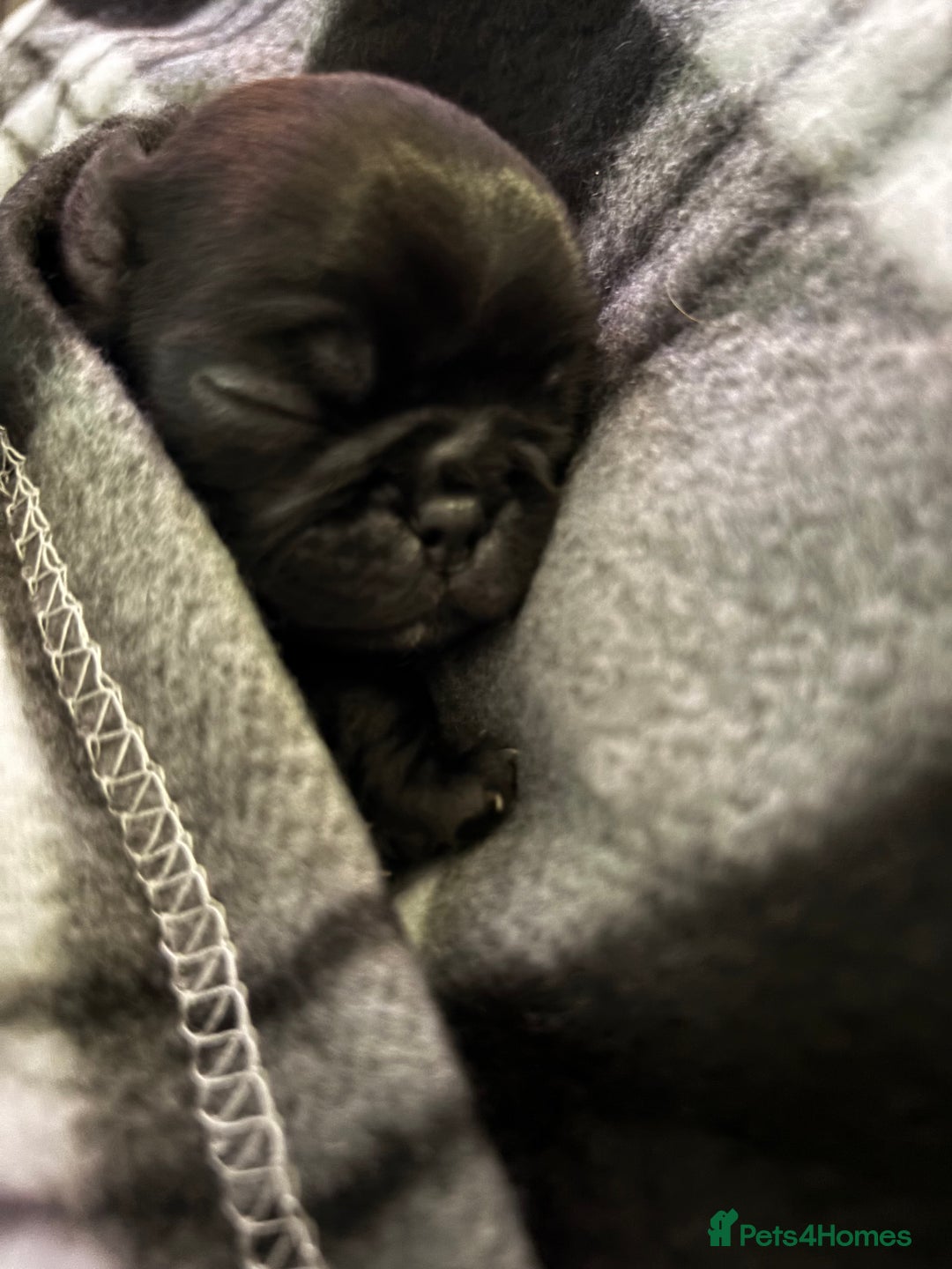 Pug dogs for sale: Puppies - Image 26