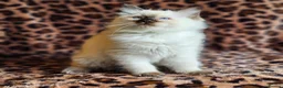 Ragdoll cats for sale: Ragdoll Kittens  - Advert 12