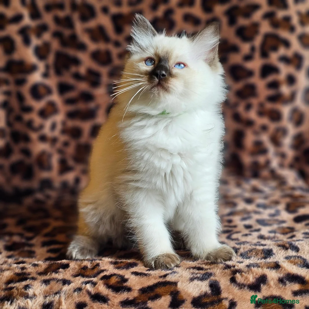 Ragdoll cats for sale: Ragdoll Kittens  - Advert 12