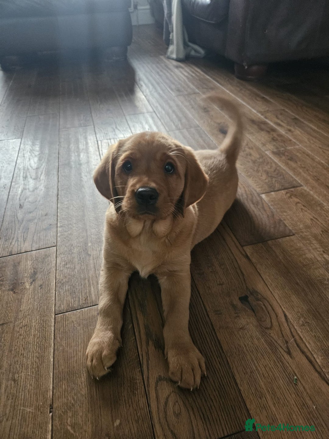 Goldador dogs for sale: Fox red lab x fox red retriever pups READY NOW - Image 19