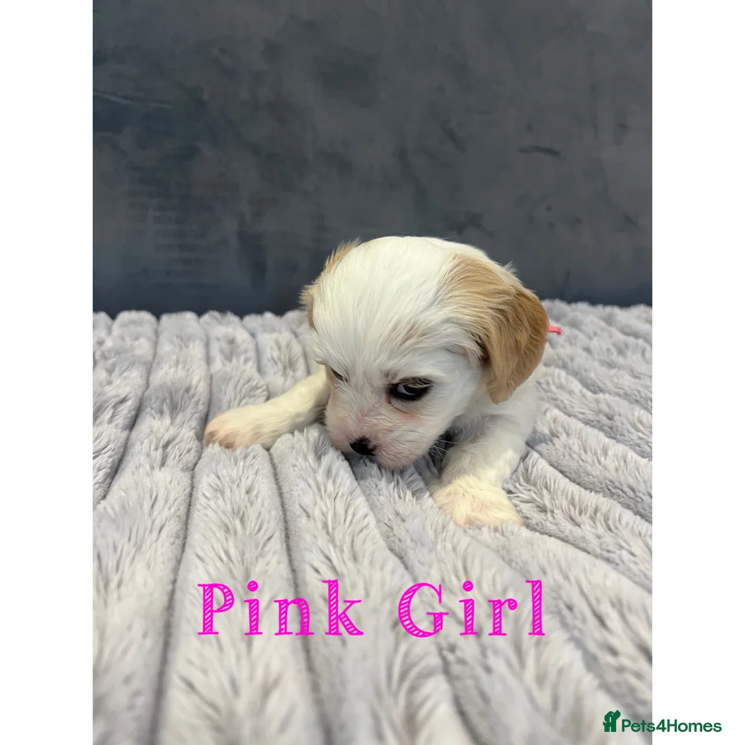 Cavachon dogs for sale: 🐶 Adorable Cavachon Puppies for Sale! 🐾 - Advert 18