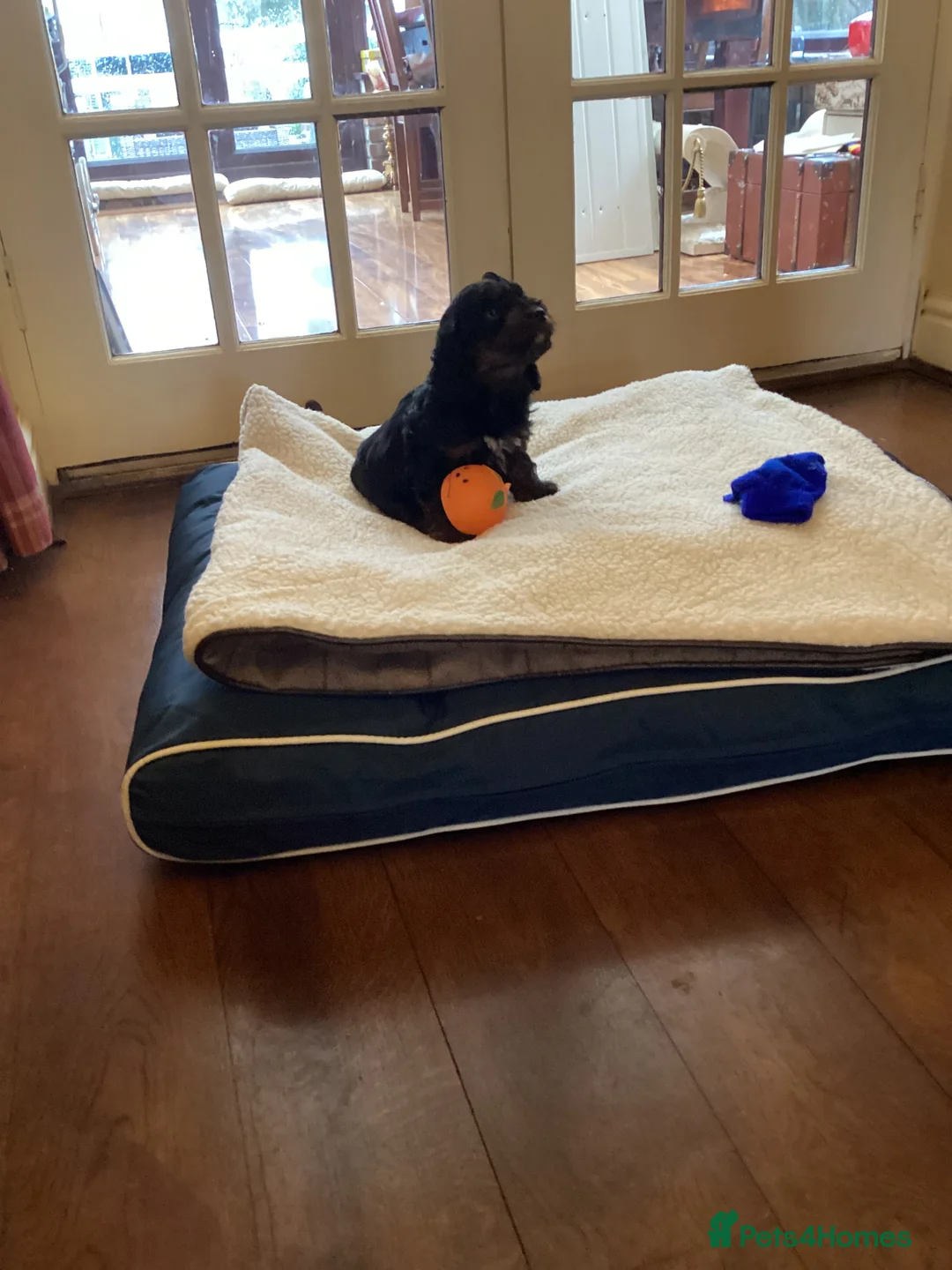 Cockapoo dogs for sale: Cockerpoo  - Advert 3