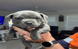 Staffordshire Bull Terrier dogs for sale: Oriented Staffie - Image 2