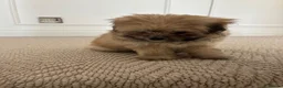 Pomapoo dogs for sale: Miniature Pomeranian sand color  - Advert 11
