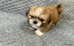 Shih Tzu dogs for sale: 5 Adorable Shih Tzu Pups - Image 4