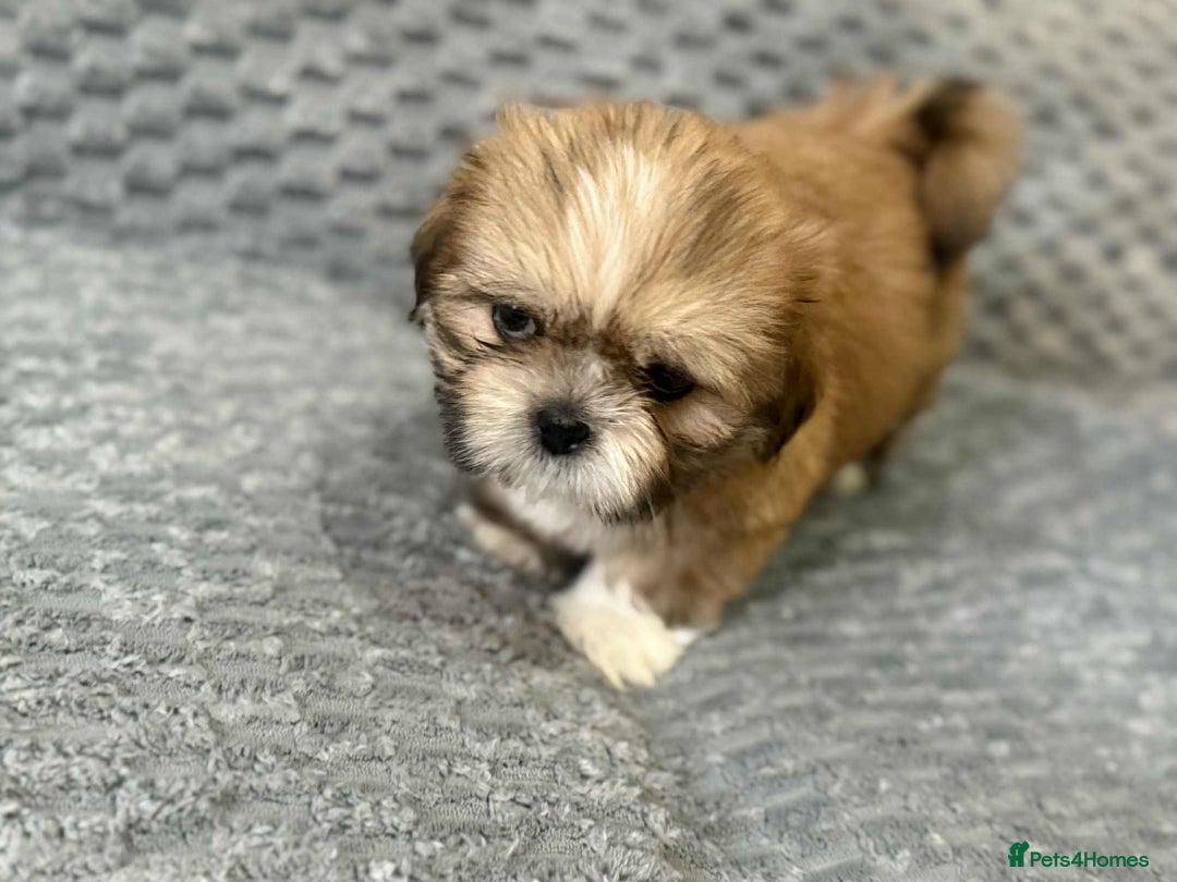 Shih Tzu dogs for sale: 5 Adorable Shih Tzu Pups - Image 4