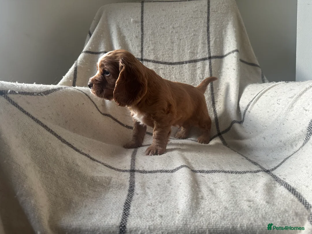Cocker Spaniel dogs for sale: Working cocker spaniel puppies - Advert 14