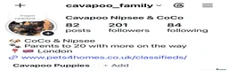 Cavapoo dogs for stud: Proven Experienced Cavapoo Stud  Nipsey 🐾 - Advert 14