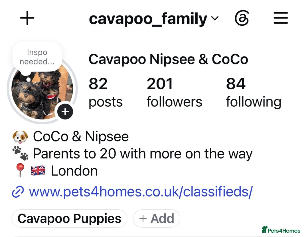 Cavapoo dogs for stud: Proven Experienced Cavapoo Stud  Nipsey 🐾 - Advert 14