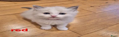 Ragdoll 3