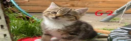 European cats for sale: 3 kittens for sale - Advert 7