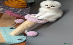 Scottish Fold cats for sale: 🥰 Scottish fold kitties for loving homes 💗 - Advert 2