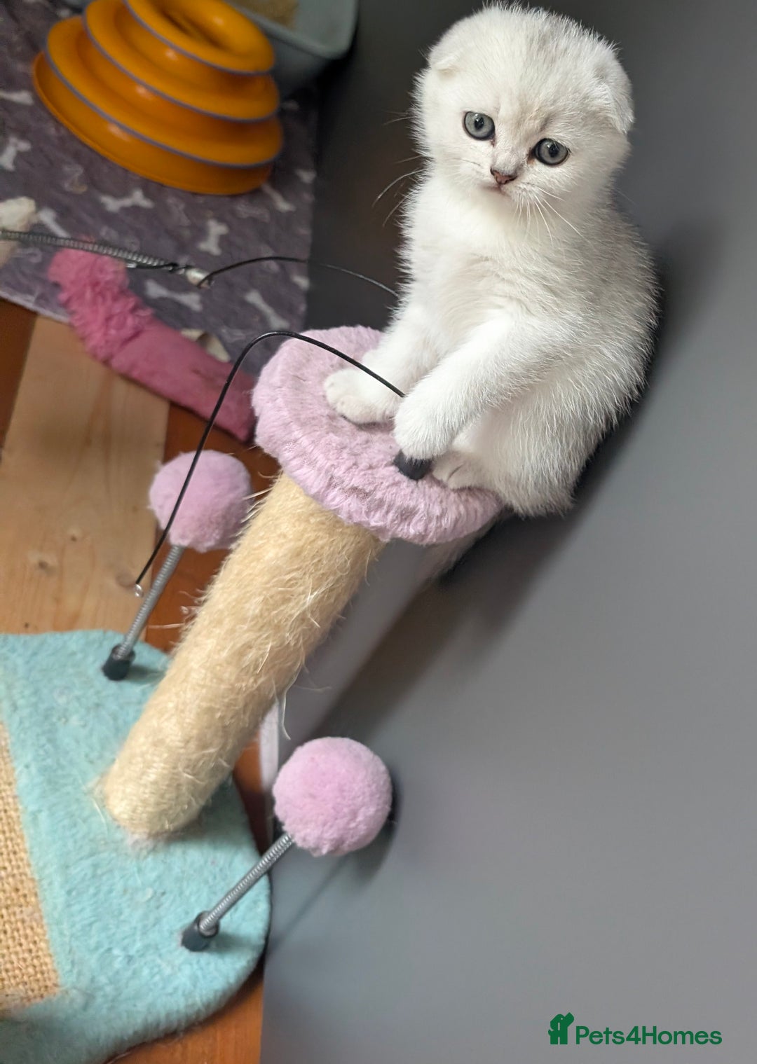 Scottish Fold cats for sale: 🥰 Scottish fold kitties for loving homes 💗 - Advert 2