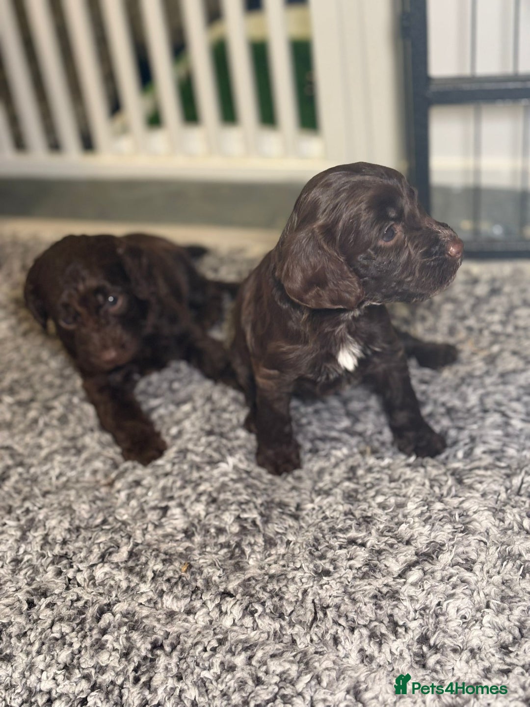Cockapoo dogs for sale: Ready to leave Minature F1 PRA clear cockapoo pups - Image 13
