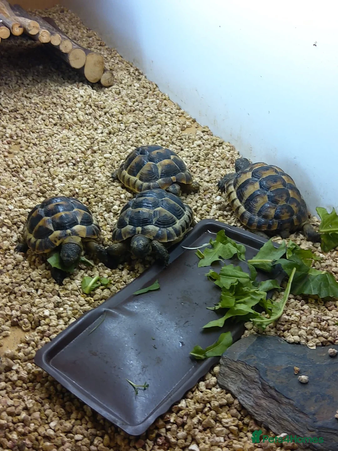 Hermann Tortoise reptiles for sale: Hermann hatchlings born this year  - Advert 2