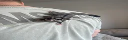 Sugar Glider rodents for sale: Sugar Gliders Grey + Leu (Details in Description) - Advert 6