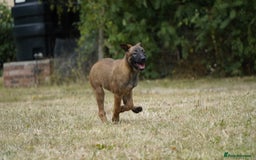 Belgian Shepherd Dog dogs for sale: KC registered Belgian Malinois – Stable,Balanced🐾 - Image 23