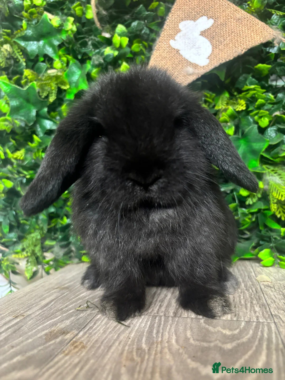 Mini Lop rabbits for sale: BEAUTIFUL BABY MINI LOP BUNNIES  - Advert 5