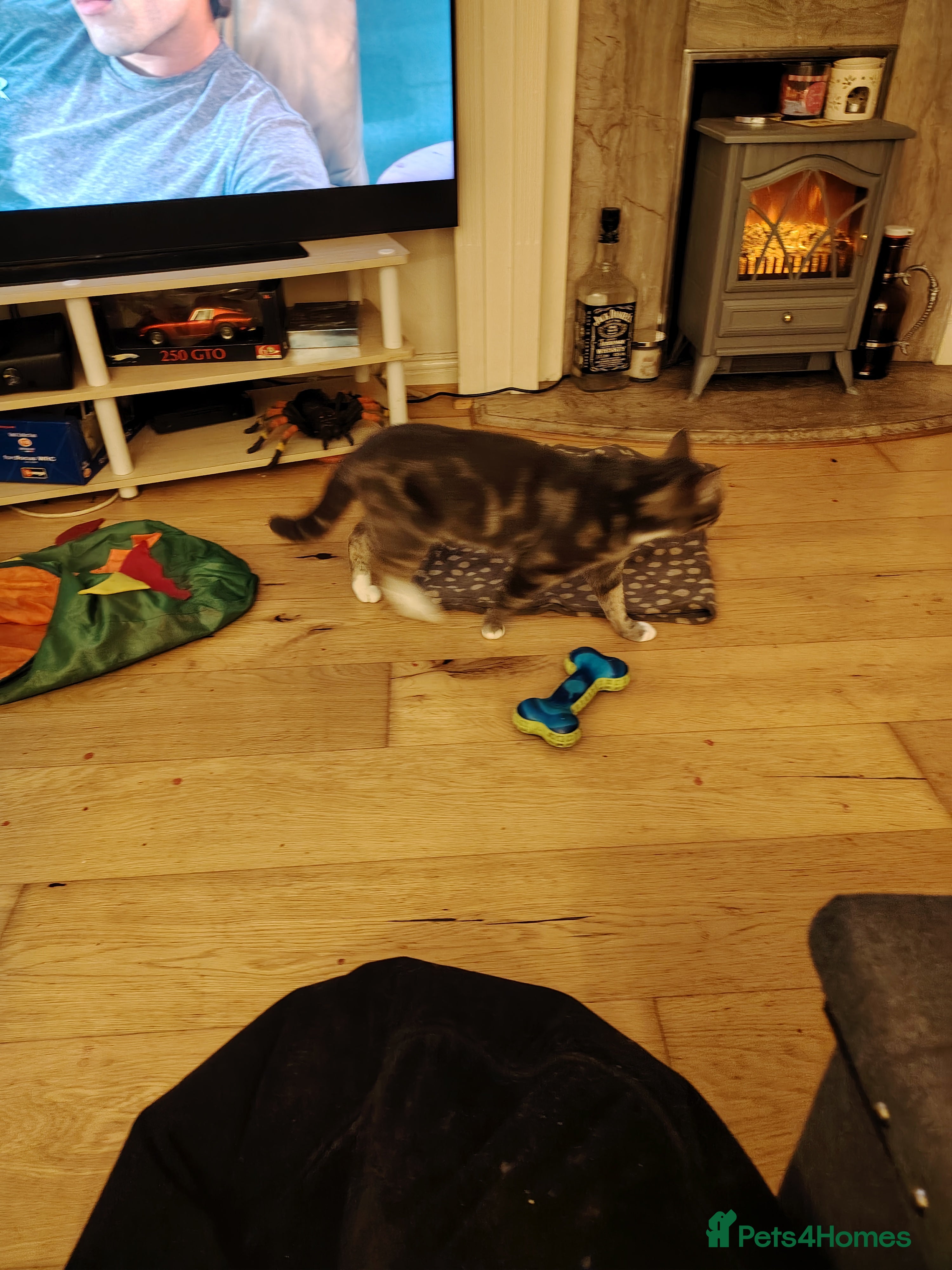 Mixed Breed cats Bengalxsilver tabby for sale  in Carlisle - Advert 1