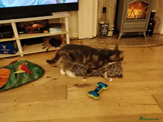 Mixed Breed cats Bengalxsilver tabby for sale in Carlisle - Advert 2