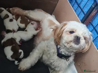 Mixed Breed dogs Shiranian puppies. (Mum Shihtzu, Dad Pomeranian - Advert 5