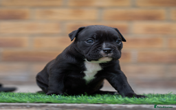 American Bully dogs for sale: AMERICAN BULLYS POCKET x MICRO  - Image 6