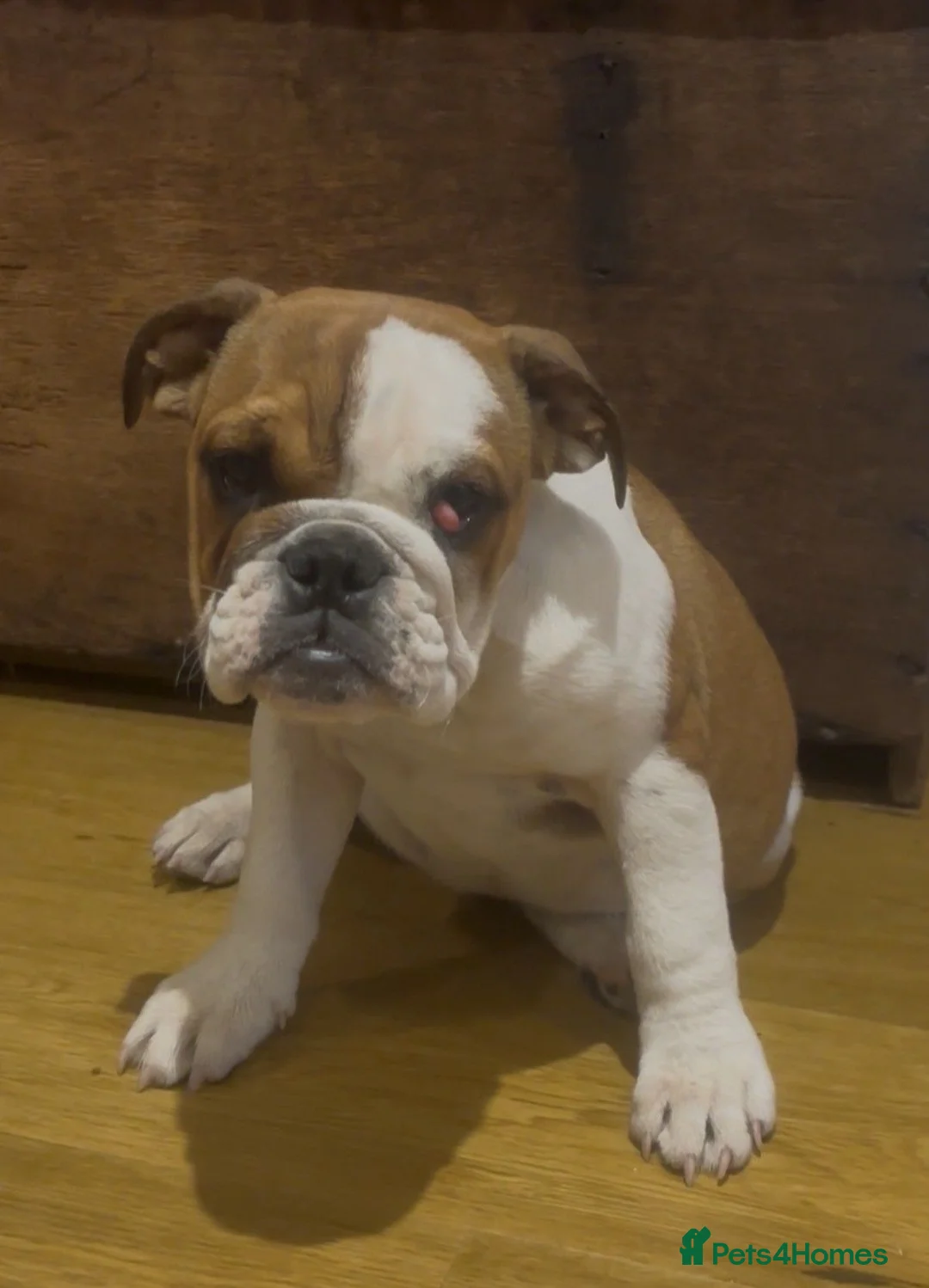 English Bulldog dogs for sale: 2 Red and white English bulldogs KC registered  in Great Yarmouth - Advert 2
