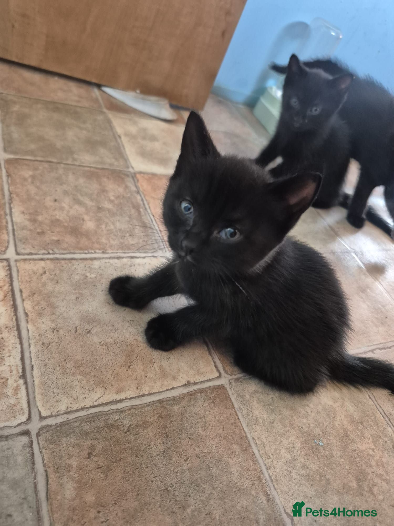 Mixed Breed cats 4 little kittens looking for new home - Advert 14