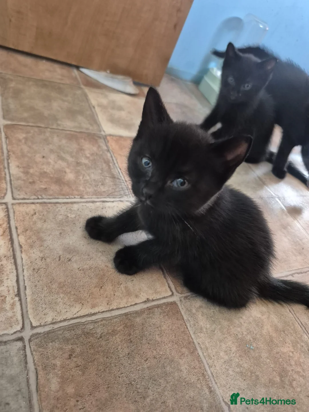 Mixed Breed cats for sale: 4 little kittens looking for new home - Advert 1
