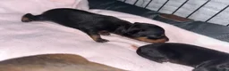 Miniature Pinscher dogs for sale: Miniature pinschers puppies  - Advert 11