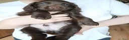 Cocker Spaniel dogs for sale: 7 cocker spaniel puppies  in Hartlepool - Advert 2