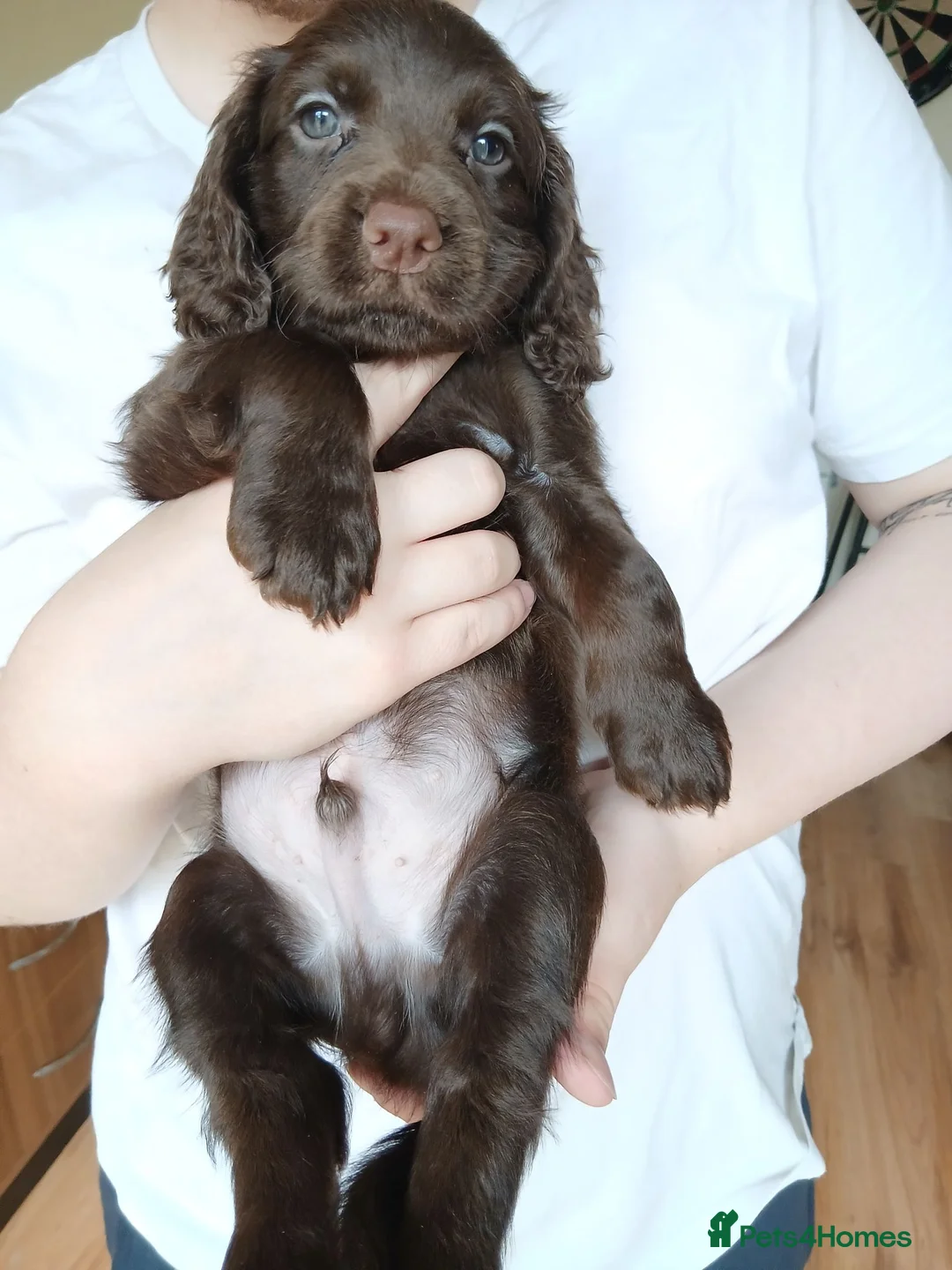 Cocker Spaniel dogs for sale: 7 cocker spaniel puppies  in Hartlepool - Advert 2