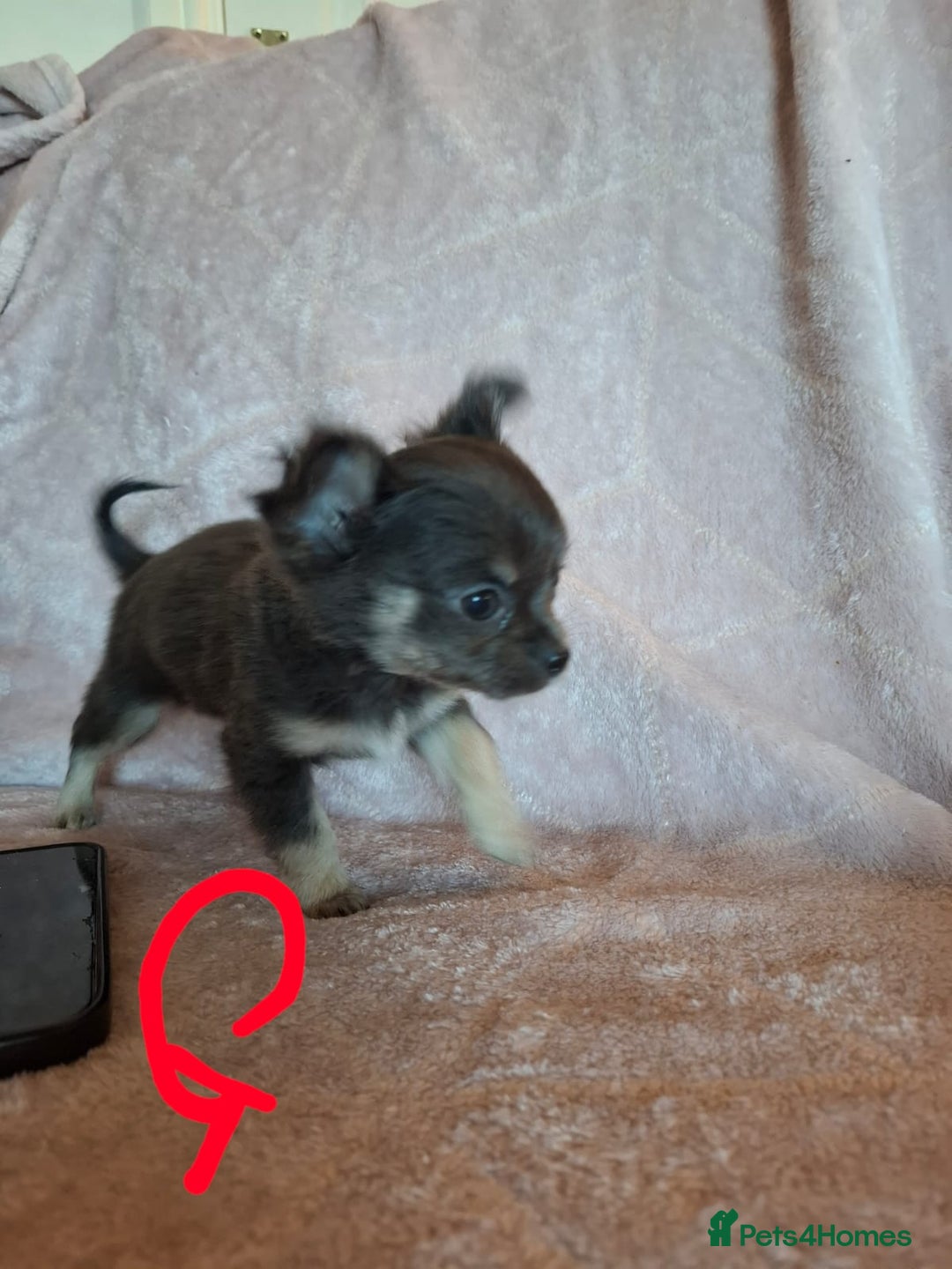 Chihuahua dogs for sale: 3 Tiny Chihuahua Pups Ready to leave  - Advert 9