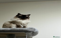 Ragdoll cats for sale: Loving Home Needed for Our Dear Cat, Nina - Image 13