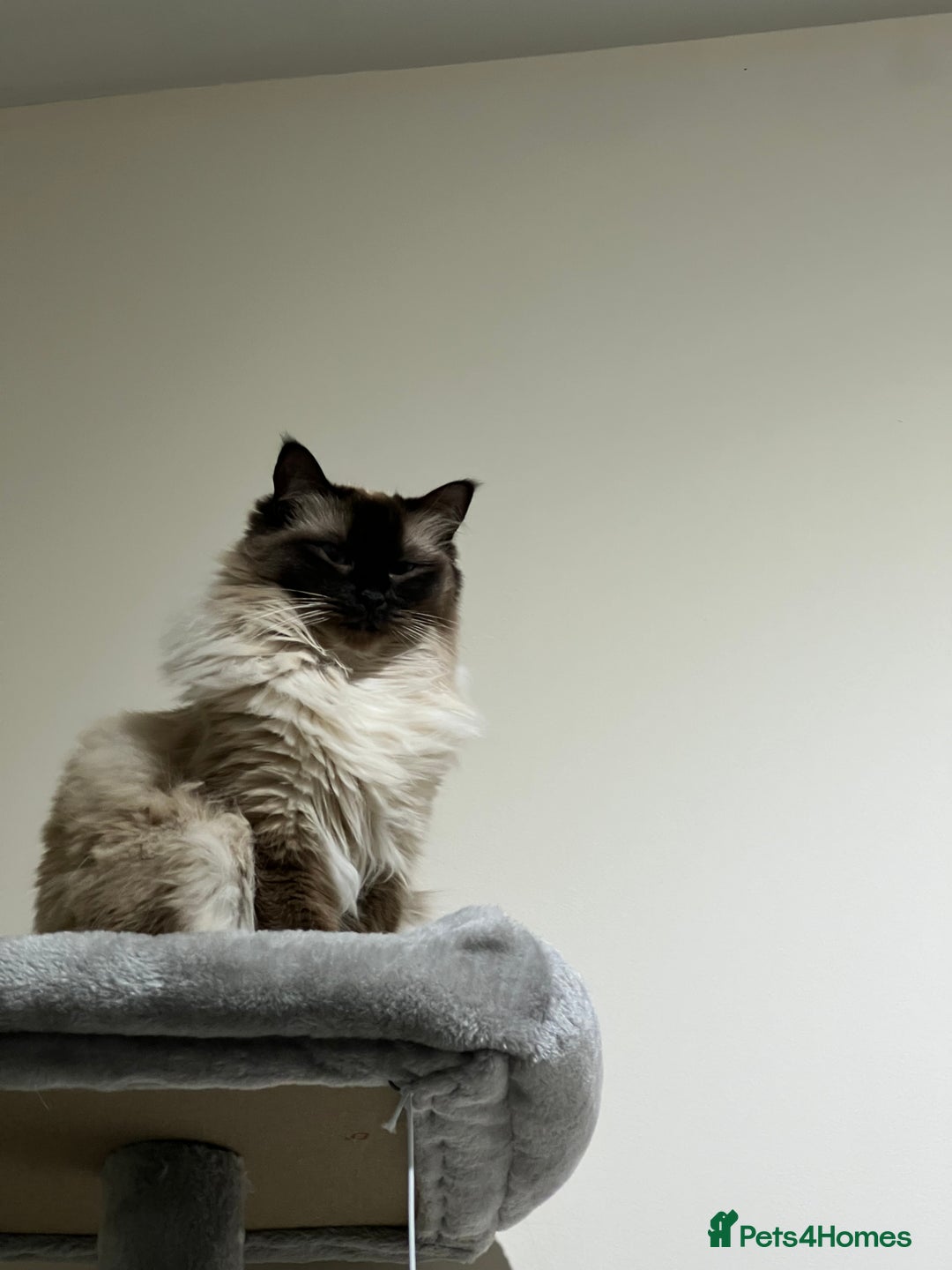 Ragdoll cats for sale: Loving Home Needed for Our Dear Cat, Nina - Image 13