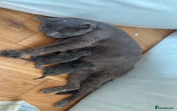 Domestic Shorthair cats for sale: Two Beautiful grey girls  - Image 2