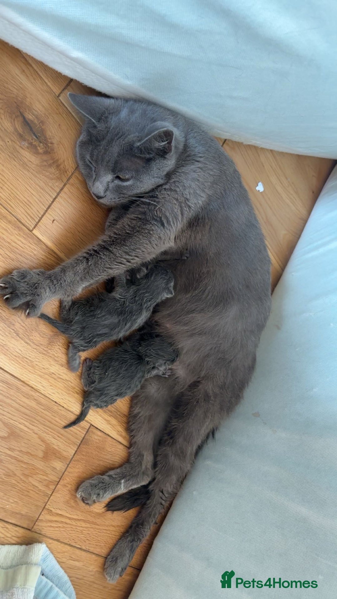 Domestic Shorthair cats for sale: Two Beautiful grey girls  - Image 2