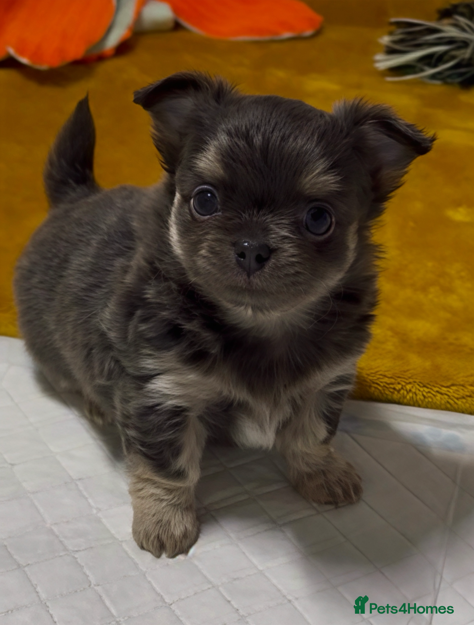 Chihuahua dogs 😍 Beautiful KC Chihuahua Puppies 😍 - Advert 16