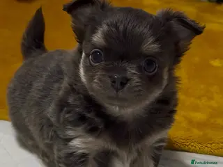Chihuahua dogs 😍 Beautiful KC Chihuahua Puppies 😍 - Advert 16